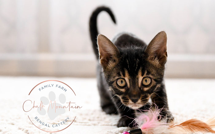 Snow Charcoal Bengal for sale near me